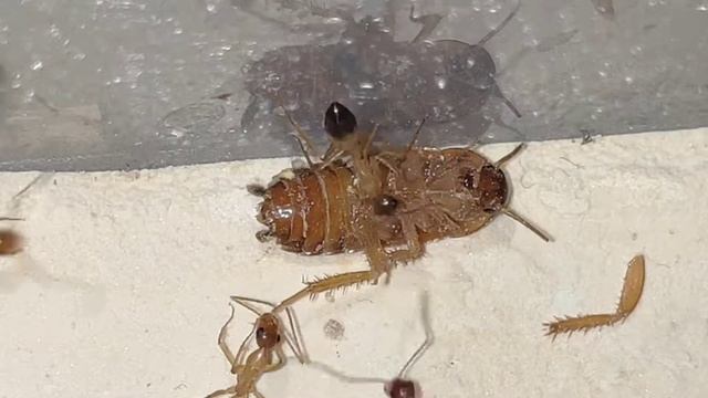 Camponotus sanctus смотреть онлайн