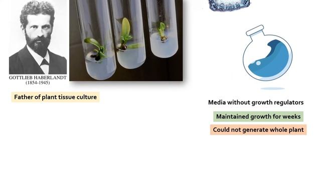 Plant tissue culture. How it works, steps involved. смотреть онлайн