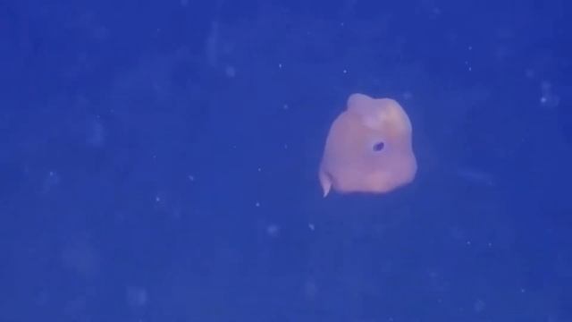 Emperor Dumbo video смотреть онлайн