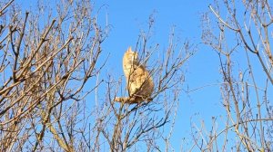 Коты прилетели!Доброе кошачье утро всем!