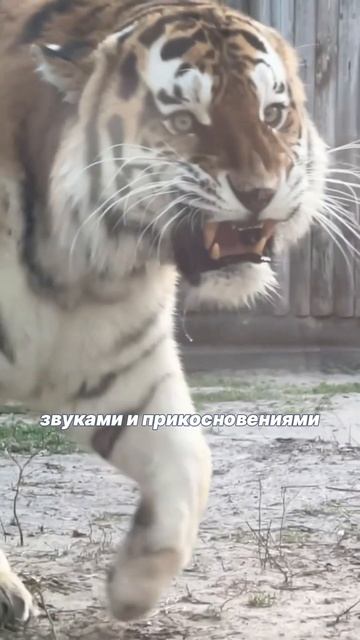 Русский ЦАРЬ зверей - амурский ТИГР!! смотреть онлайн