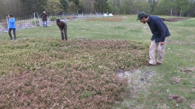 Research Topics in Lowbush Blueberry Pollination смотреть онлайн