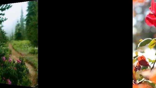 Прекрасное лето💚💜🌺💕🌹🌼.mp4 смотреть онлайн