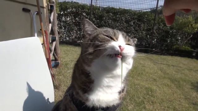 Blue sky and cat grass and Maru.- смотреть онлайн