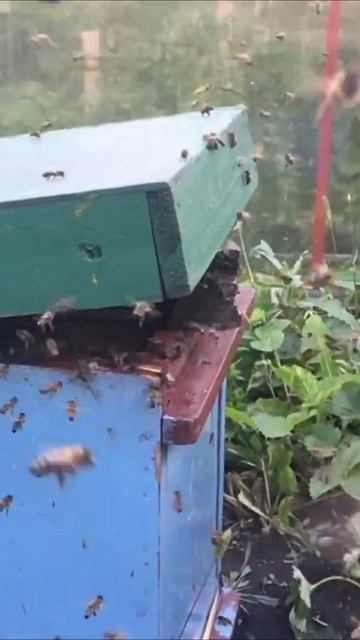 Пчелки активно летают | Bee flying #shorts смотреть онлайн