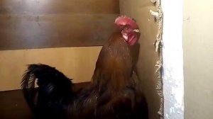 Петух кукареканье