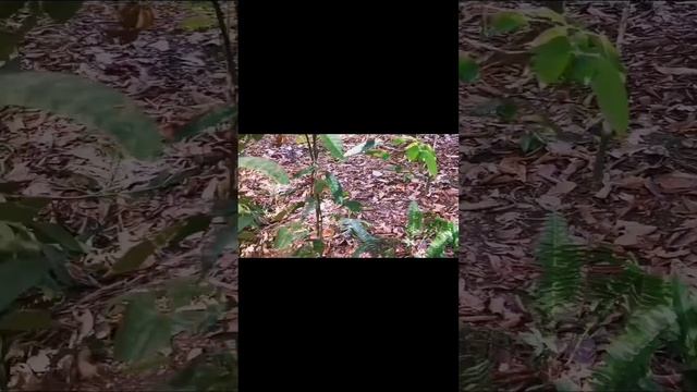 You ever seen Six petals Rafflesia? смотреть онлайн