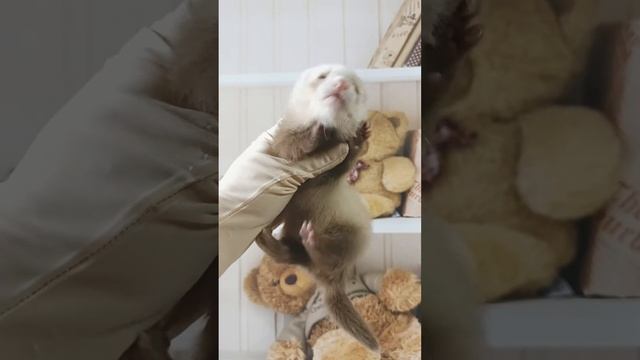 мальчик хорёк смотреть онлайн