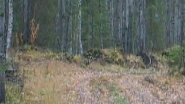 Глухарь смотреть онлайн