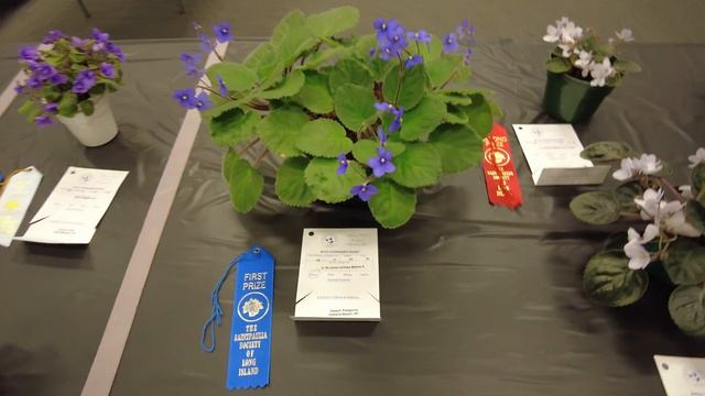 Saintpaulia Society of Long Island 2022 Show смотреть онлайн