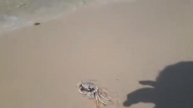 Краб на море смотреть онлайн