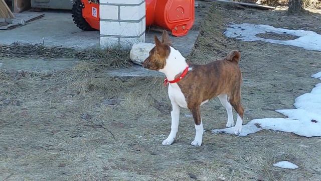 Басенджи тигровая девочка 4 мес смотреть онлайн