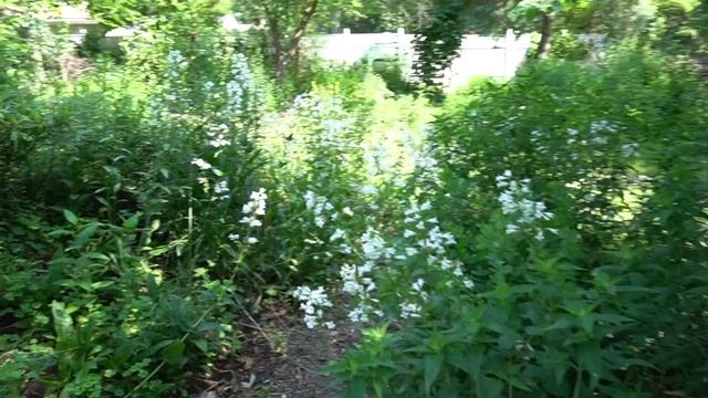 Essential Elements of a Pollinator Garden смотреть онлайн