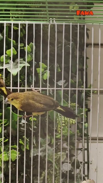 Birds смотреть онлайн