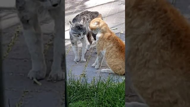 Жёсткие кошачьи бои,  машину не трогайте🤣