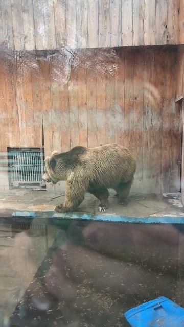 Бурый медведь в зоопарке Алматы. Казахстан смотреть онлайн