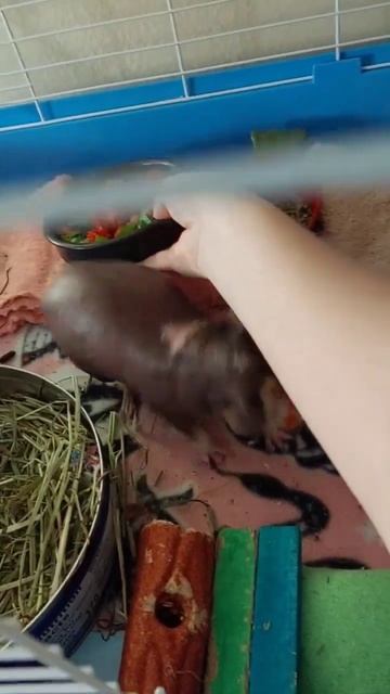 Stiches Saturday, Salad 🥗 смотреть онлайн