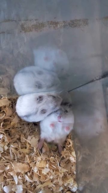 Хомяк Орёт смотреть онлайн