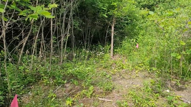 Using Plant "Sculpting" to Encourage Sedge Meadow Expansion смотреть онлайн