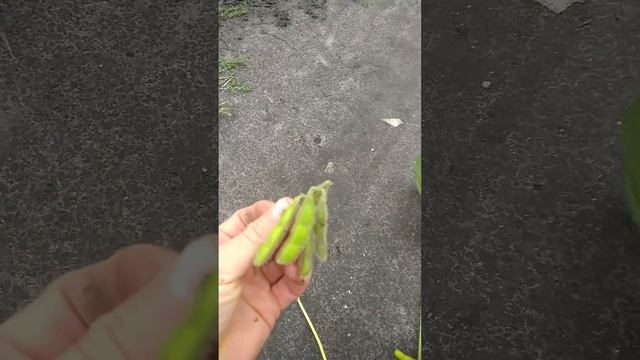 Соя Сенсор смотреть онлайн
