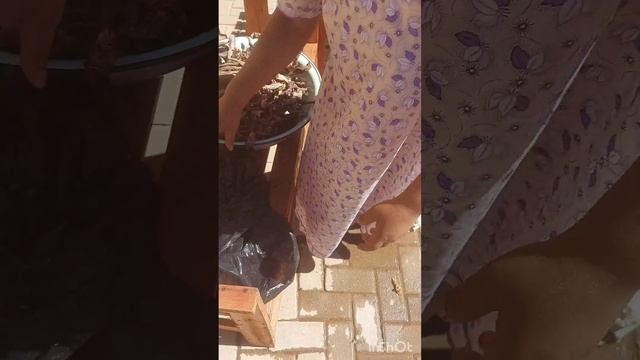 Cooking dry meat (Eedhingu/biltongs) from last Xmas on fire in Windhoek. смотреть онлайн