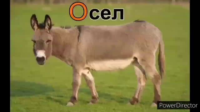 Назви тварин - вчимо абетку. Fast 358,40x смотреть онлайн