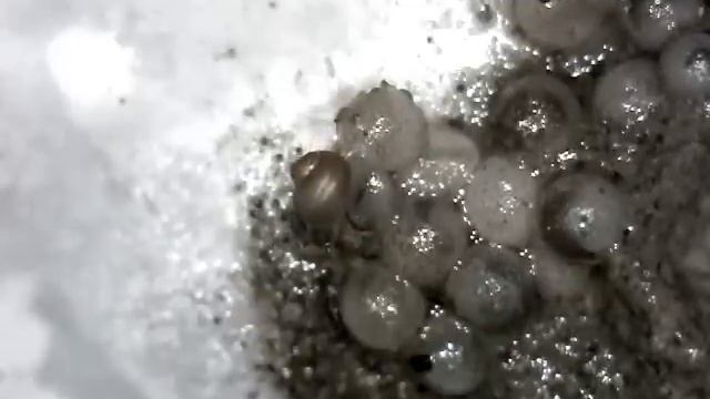Eclosión de dos huevos de caracol Drymaeus sp. en condiciones controladas смотреть онлайн