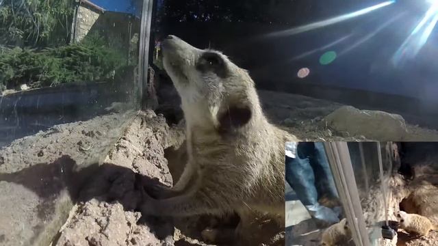 Meerkat playing with my GoPro - Suricata a brincar com a GoPro смотреть онлайн