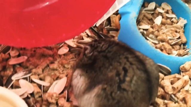 🐹A VERY CUTE HAMSTER IS SITTING IN CAGE.🐹ХОМЯК СИДИТ В КЛЕТКЕ смотреть онлайн