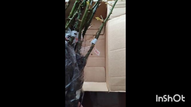 🌹🌹🌹посылка с саженцами от Несиных 🌹🌹🌹распаковка! смотреть онлайн