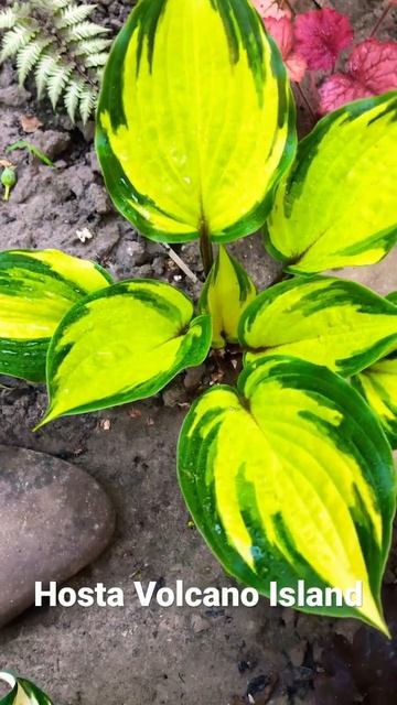 Hosta Volcano Island #hosta#volcanoisland 31.05.2023 смотреть онлайн