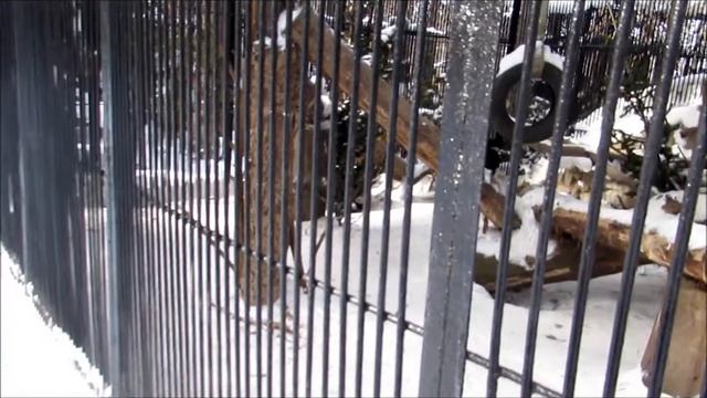 Росомаха Нор и другие 05.03.18