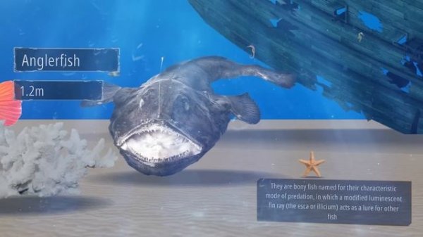 Fish - Size Comparison. Comparison of the Sizes of Sea Creatures