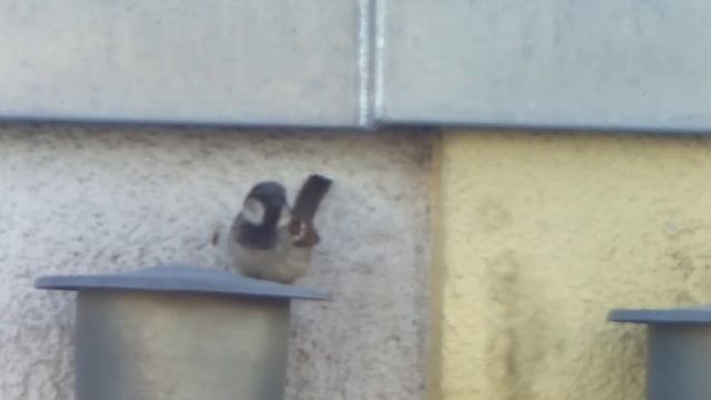 Video of a bird taken with a Raspberry Pi Camera HQ with a 500mm mirror lens смотреть онлайн