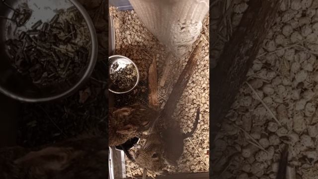 Музыка и бе́лки 40 минут смотреть онлайн