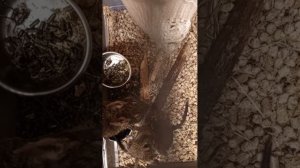 Музыка и бе́лки 40 минут