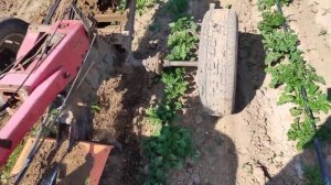 межрядная обработка картофеля. 2021.