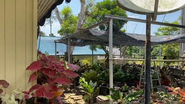 Merawat Anggrek lagi смотреть онлайн