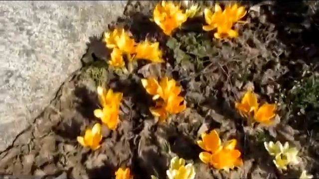 ВЕСНА ПРИШЛА ! смотреть онлайн