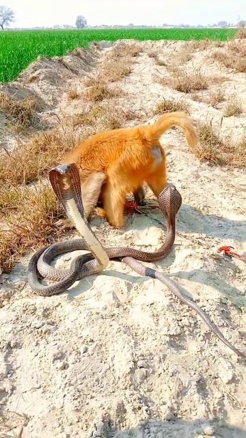 monkey vs two king cobra snakes short video #snakevideo #shorts смотреть онлайн