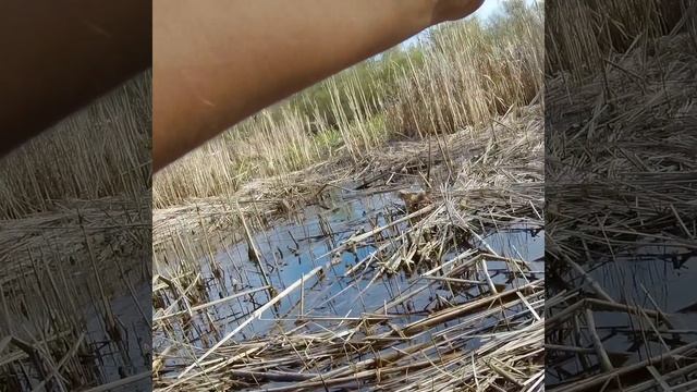 Fishing on the river! Big fish on the line #shorts #fishing #fish смотреть онлайн