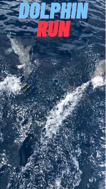 Dolphin Run смотреть онлайн