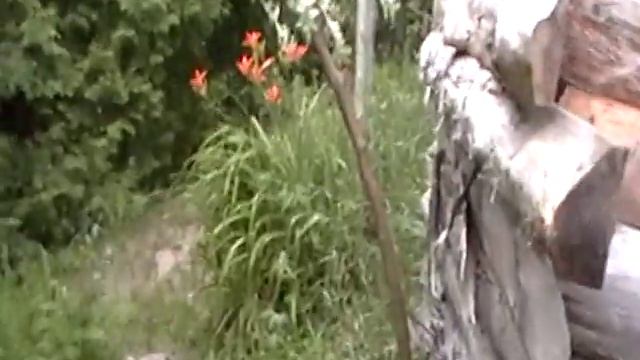 Jul 9, 6 arching willow bush.MOD ASMR смотреть онлайн