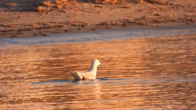 Slender-billed Gull, Gabbiano roseo (Chroicocephalus genei) смотреть онлайн