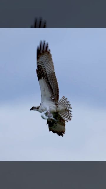 Osprey attacks needlefish- Fish tries to fight back смотреть онлайн