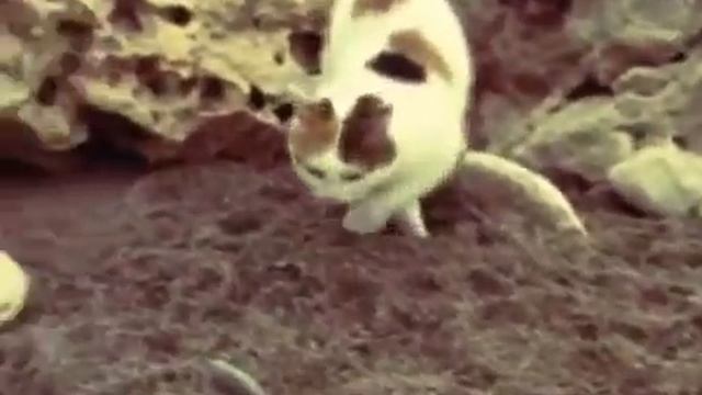 Fiolent Cats смотреть онлайн