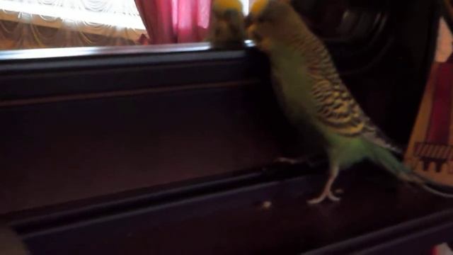 попугай и коробочка смотреть онлайн