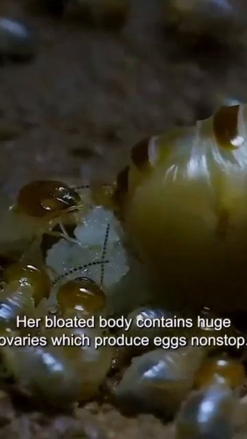 Termite Queen in Termiteria (An Egg Laying Machine) #farming смотреть онлайн