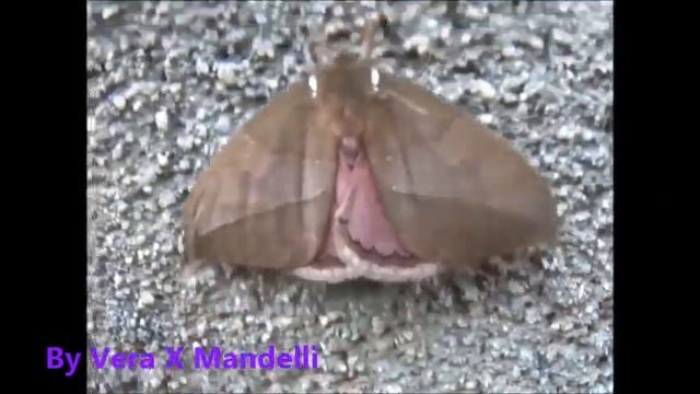 * MARIPOSA * * MOTH * . 7 . смотреть онлайн