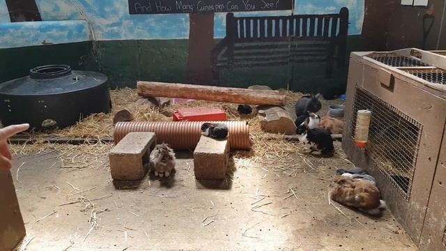 Кролики в Easton farm park Woodbridge смотреть онлайн